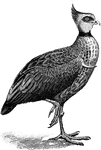 "Chauna Cristata, Northern Screamer, is dark grey, with a black ring around the neck and whitish-grey cheeks and throat. This is the largest form, and is bigger than turkey; it ranges from South Brazil to Argentina." A. H. Evans, 1900