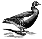 Bernicla ruficollis, the Red-breasted Goose of West Siberia, which migrates southwards, strays to Britain and is portrayed in the paintings of Egypt, is black, with white loral patch, rump, sides and belly, the ear-coverts, fore-neck, and chest are chestnut outlined by white and the two wing-bands are grey." A. H. Evans, 1900