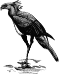 "Standing some four feet high on very long legs, this bird (Secretary Bird) gives the impression of a Heron or Crane, and is a striking object on its native plains. The short strong beak is greatly arched, and is not toothed, the neck is elongated, the body comparatively small, and the metatarsus boldly scutellated all around, the short straight toes with their blunt claws being joined anteriorly by small membranes The ample wings have eleven pointed primaries and seventeen secondaries. the graduated tail of twelve rectrices has the two obtuse median feathers drooping and much prolonged. Down is evenly distributed over the adults, and an after-shaft is present. The general colour is bluish-grey, with black wing-quills, lower back and vent; the loose pendent crest on the occiput and nape contains ten plumes in pairs, the longer being black and the shorter grey with black ends; the tail grey, subterminally barred with black and tipped with white, which sometimes shews on the short close flank-feathers. The long cere, naked sides of the face, and feet are yellow, the irides hazel. The sexes are similar." A. H. Evans