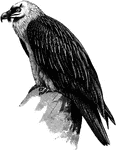 "Gypa&eumltus barbatus, the magnificent L&emumlmmergeier, is greyish-black with white streaks, and has a white crown, cheeks with a black band bifurcating at the eye to meet above, and pale tawny lanceolate plumage on the neck and lower parts. Dense black bristles cover the nostrils and lores, and the black tuft, which gives the name of "Bearded Vulture", projects below the mandible. The sclerotic membrane is crimson. The young are chiefly brown and buff." A. H. Evans, 1900