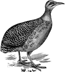 "Rhynchotus rufescens,... is grey-brown, with blacker crown, rufous cheeks, neck, and breast, and chestnut primaries; the back is being barred with whitish and black, and the flanks with brown and white. " A. H. Evans, 1900. This bird is referenced in this source as Rhynchotus rufescens the Great Tinamou, though it's description seems to more closely resemble Rhynchotus rufescens the Red-Winged Tinamou.