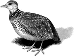 Pedionomus torquatus differs in structure from Turnix by the presence of a small hind-toe. The lax upper plumage is, in the female, reddish-brown with black barring and buff margins to the feathers, the lower parts being pale buff marked with black. A broad white collar spotted with black surrounds the neck, while a rust-coloured nape and chest distinguish the above sex from the male, where the collar is brown and brown." A. H. Evans, 1900