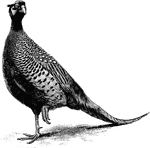"Phasianus colchicus, Pheasant, ...has a white collar and slaty lower back with dark green barring; while the former has the rump feathers buff, with black mottlings and purplish-red tips. The females, hardly separable from one another, lack the red face-wattles, the long ear-tufts, and the pair of spurs of a male." A. H. Evans, 1900