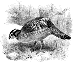"Ceriornis caboti, (Cabot's Tragopan) of South-East China has the latter region buff. The hens are black and buff with with whitish spots." A. H. Evans, 1900