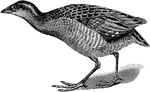 The Crex pratensis, Land-Rail, or Cork Crake, is mostly brown with the upper parts spotted, a blue-green head and neck, chestnut wings, and flanks streaked with a reddish colour. "The Land-Rail extends from most of Europe to the North of Central Asia, wintering in Africa, and occurring accidentally in North America, or even Greenland and Australia." A. H. Evans, 1900