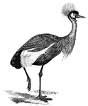 "Balearica pavonina, the "Crowned" Crane of the Northern Ethiopian Region, is greenish-black above and dark grey below, most of the feathers being lanceolate (shaped like a lance); the neck is delicate grey all around, the secondaries are chestnut-the inner being somewhat decomposed; white and yellow shew on the wing coverts; a spreading tuft of twisted yellow and white bristles with black tips surmounts the occiput, while the sides of the face are bare-white above and pink below, and the throat is covered with black down. There is a very small throat-wattle in this form." A. H. Evans, 1900