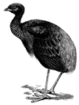 "Psophia crepitans, the Agami, ranging from British Guiana to Amazonia, is a black bird with velvety plumage on the head and neck, and lax feathering below; a golden-green and violet sheen adorns the lower fore-neck, a rusty brown patch crosses the back and wing-coverts, the bare orbits are pinkish, the beak is greenish or greyish, and the legs are variously stated to be bright green or flesh coloured." A. H. Evans, 1900