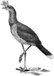 "Cariama cristata, the Seriem&aacute, or Crested Screamer, extending from Pernambuco to Paraguay and Matto Grosso, is ochreous-grey above with zig-zag umber markings, and whitish below with brown stripes. Vertical feathers on the lores form a conspicuous crest, while those of the neck and throat are long and loose; interrupted white bands cross the remiges, and the bases and tips of the lateral rectrices. The iris is yellow, the beak and feet are red, the naked orbits greenish. The female is yellower, and exhibits less crest." A. H. Evans, 1900