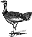 "The Otis Tarda, the Great Bustard, which, as a native only became extinct in Norfolk about 1838, used to extend from East Lothian to Dorset, bit is now merely an occasional visitor to Britain. The upper parts are mottled with rufous, buff, and blackish-brown, the head is blue-grey, with long white bristles at the base of the mandible, the lower surface is white, relieved in the male by a tawny gorget for a short time during the breeding season. The primaries are black, most of the secondaries and wing-coverts white. Some other Bustards seem to have similar vernal change of plumage. The female is smaller and has no bristles." A. H. Evans, 1900