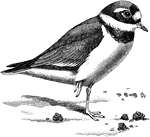 "Aegialitis hiaticola, the Ringed Plover, Sand-Lark, or Stone-runner, mistakenly called the "Ring-Dotterel" which is common on the British coasts and even inland, extends from Smith's Sound eastward to Bering Strait, and migrates to South Africa, North India, or accidentally, Australia. It breeds as far south as the Atlantic Islands, North Africa, and Turkestan. The plumage is light brown, with white forehead, post-ocular streak, upper neck, alar bar, outer rectrices, and under surface; the crown, lores, cheeks, and a collar-broader in front-being black. The young lack the black crown." A. H. Evans, 1900