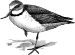 Anarhynchus frontalis, the Wry-bill of New Zealand, is grey, with a black gorget and whitish lower parts; the habits are as in Aegialitis, but the laterally-twisted bill enables the bird to pick up insects from around stones with the greatest ease." A. H. Evans, 1900