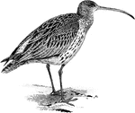 "Numenius arquata, the Curlew or Whaup, breeds freely on the moorlands of Britain; and extends throughout Northern Europe and Asia to Lake Baikal. The plumage is pale brown with darker streaks, the rump, tail, and axillaries being white, and the two latter barred with brown; the belly is white, the breast nearly in winter." A. H. Evans, 1900