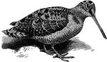 "Scolopas rusticula, the well known Woodcock, brown, grey, and buff in color, with blackish vermiculations and blotches above and bars below, has two transverse buff stripes on the black hind-crown. It inhabits Northern and Central Europe and Asia-with Atlantic Islands and Japan." A. H. Evans, 1900