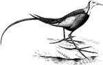 "Hydrophasianus chirurgus, the Indian Jacana, of most of the Indian Region, is Bronzy-brown above and purplish-black below, with no fleshy outgrowths, but a large sharp spur. The head is white in front, with an intervening black lateral stripe; the wings are mainly white, with curious filamentous appendages to the attenuated blackish outer primaries; the four median feathers of dark brown tail are enormously elongated and decurved. The winter and immature plumage is almost entirely bronzy-brown, with white under surface crossed by a black gorget; but the young have a rufous head." A. H. Evans, 1900