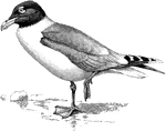 "Larus ichthyaetus, the Great Black-headed Gull, ranging from the Black Sea and the Levant to Tibet, and wintering in Southern Asia, has the bill almost orange." A. H. Evans, 1900. The adults have a black hood, grey wings and back, and white wing tips.