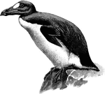 "This species (Alca impennis or Great Auk), extirpated chiefly by the persecution of fisherman, but subsequently by collectors, resembles a flightless Razorbill, though double the size; it had no white stripes on the head or bill, but shewed a large white patch before each eye. A. impennis, the extinct Great Auk or Garefowl, inhabited the North Atlantic, chiefly in the neighborhood of Ice A. H. Evans, 1900