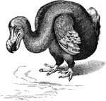 "The Dodo, ...was an immense Pigeon-like bird bigger than a Turkey, with an aborted keel to the sternum and the wings also aborted. The coracoid and scapula met at an obtuse angle, as in many other flightless species. The huge blackish bill terminated in a large horny hook, the cheeks were partly bare, the short yellow legs were stout, scaly, and feathered on the upper portion; the plumage was dark ash- coloured, with whitish breast and tail, yellowish-white wings, and black tips to their coverts. The short rectrices formed a curled tuft, and the first four primaries were directed backwards." A. H. Evans, 1900