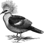 "Goura coronata, the Crowned Pigeon, discovered by Dampier in 1699, is bluish-slate -coloured, with darker wings, and some black on the chin and side of the head; a broad chestnut band crossing the back, one of white shewing conspicuously on the wing, and one of grey terminating the tail." A. H. Evans, 1900