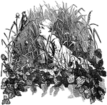 An illustration of young child looking at a bird while sitting in the reeds.