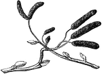 An illustration of an alder branch.