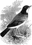 An illustration of a European Robin.