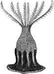 An illustration of coral. Corals are marine organisms from the class Anthozoa and exist as small sea anemone&ndash;like polyps, typically in colonies of many identical individuals. The group includes the important reef builders that are found in tropical oceans, which secrete calcium carbonate to form a hard skeleton.
