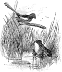An illustration of a bird and frog.