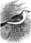 An illustration of a blackbird.