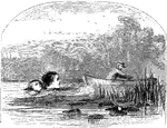 An illustration of children swimming in a pond near a man rowing a boat.