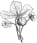 An illustration of a strawberry plant with fruit.