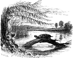 An illustration of a turtle on a log.