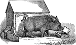 An illustration of a pot bellied pig eating sardines.