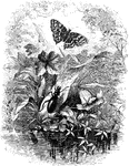 An illustration of a beetle on a leaf and a butterfly.