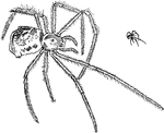 An illustration of a small and large spider.