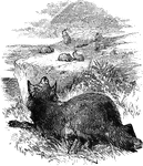 An illustration of a wolf hunting rabbits.