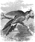 An illustration of a cuckoo with a butterfly in its beak.