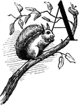 An illustration of the letter A decorated with a branch and squirrel.