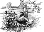 An illustration of a pig with its head through a fence.