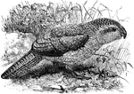 "Stringops habroptilus, the Kakapo or Tarapo of New Zealand has sap-green upper parts, with yellow middles to the feathers and transverse brown markings; yellower lower surface; and browner cheeks, remiges, and rectrices. The soft plumage, the disc of feathers round the eye, and the nocturnal habits have given this bird the name Owl-Parrot." A. H. Evans, 1900