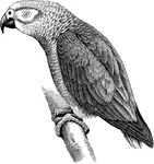 "Psittacus erithacus, the Grey Parrot, which ranges across Equatorial Africa, is ashy-grey, with black primaries, red tail, and whitish naked face." A. H. Evans, 1900