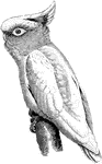 "Cacatuo leadbeateri, Leadbeater's Cockatoo, has a red crest banded with yellow and tipped with white, and rosy tinge on the head and lower surface." A. H. Evans, 1900