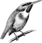 "Todus viridis, Tody, has coloration that is green, with a red throat, yellowish-white or pinkish under parts, and yellow, green, or pink feathers on the flanks. The bill is dull red. The T. viritis inhabits Jamaica. A. H. Evans