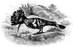 "Upupa epops, not unfrequently visits Britain, where it has nested on several occasions; it breeds from Southern Scandinavia to Northern Africa and the Atlantic Islands, migrating a little further south; while it extends through most of Asia and reaches Japan. The fine erectile crest, the head, neck, and lower parts are cinnamon-coloured; the remaining plumage is black, varied with buff and white; a band of the latter crosses the tail; and head plumes are tipped with black and white." A. H. Evans