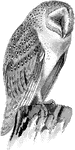 Strix flammea, the nocturnal White Screech-, or Barn Owl, is orange-buff above, with brown, grey and white markings, but is white below and on the complete facial discs. The dark grey phase has white parts tinged with orange and a few distinct blackish spots beneath. The legs are entirely, and the toes partially, covered with bristly feathers." A. H. Evens, 1900