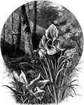 An illustration of the iris flower.