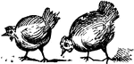 An illustration of two chickens.