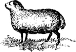 An illustration of a ewe, female sheep.
