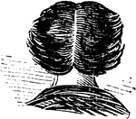 An illustration of a centered hair part.