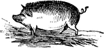 An illustration of a hog.