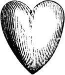 An illustration of a heart.